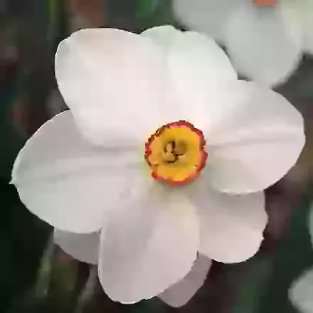 Poeticus Narcissi